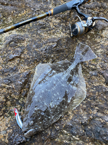 クロソイの釣果