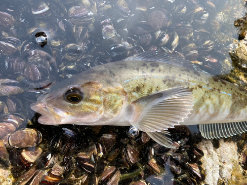 ホッケの釣果