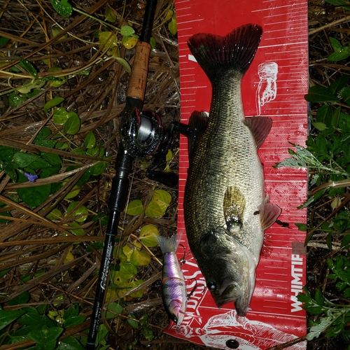 ブラックバスの釣果