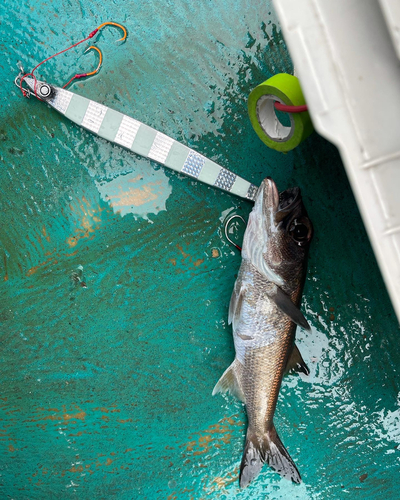 クロムツの釣果