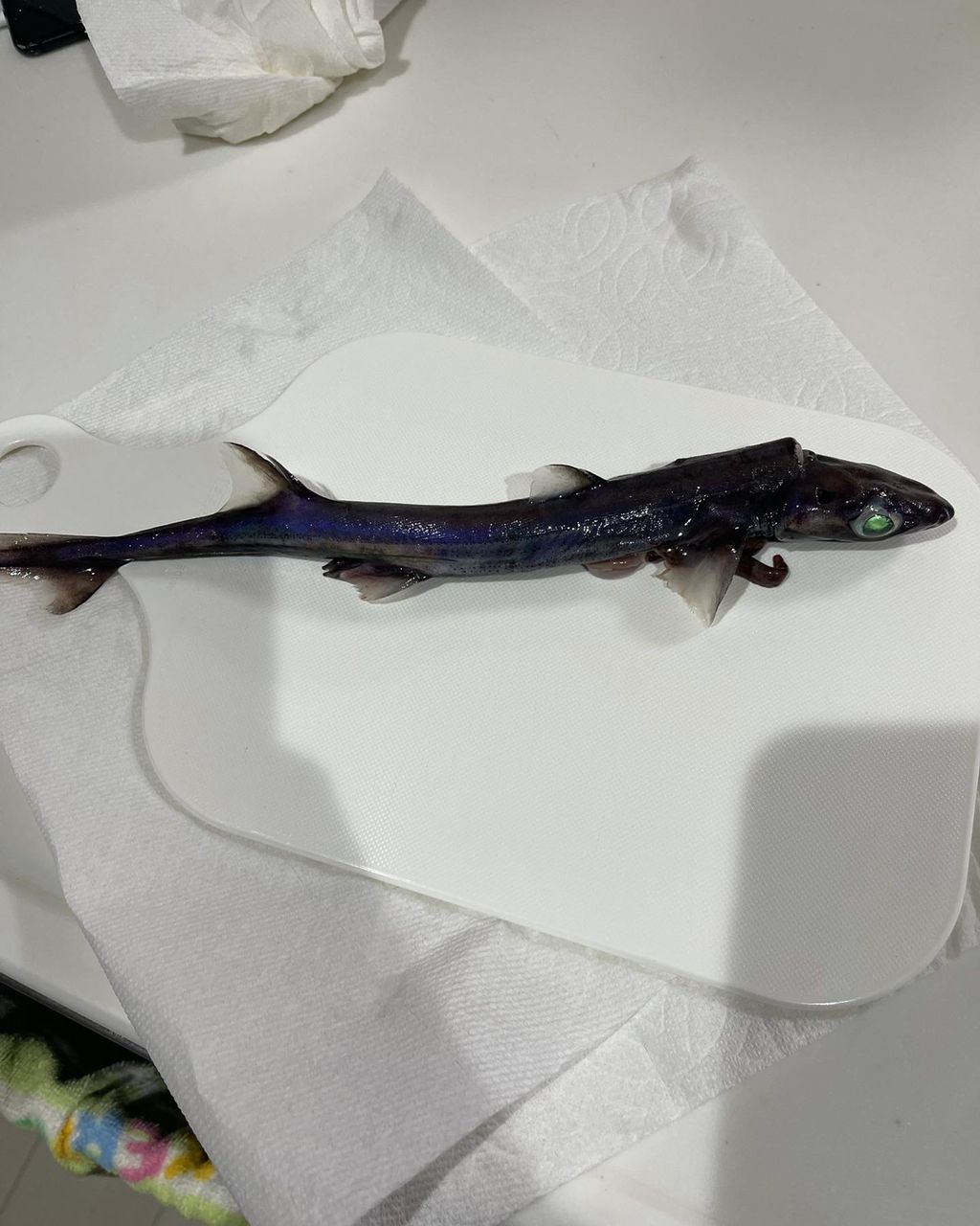 ヒレタカフジクジラ