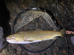 ブラウントラウトの釣果