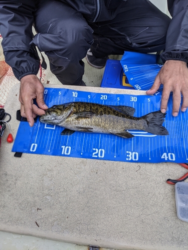 スモールマウスバスの釣果