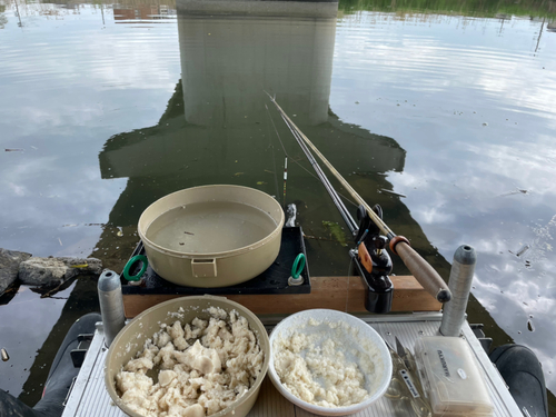 ヘラブナの釣果