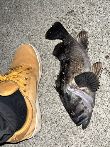 クロソイの釣果