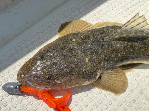 マゴチの釣果