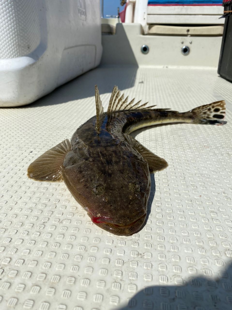 マーシー88さんの釣果 3枚目の画像