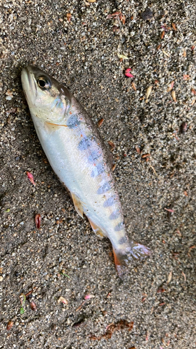 アマゴの釣果