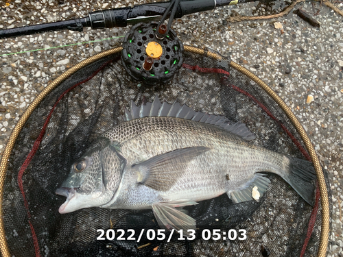 クロダイの釣果