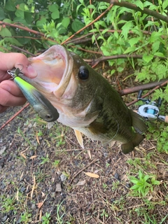 ブラックバスの釣果