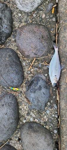 コノシロの釣果