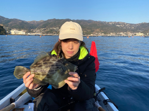 カワハギの釣果