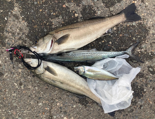 シーバスの釣果