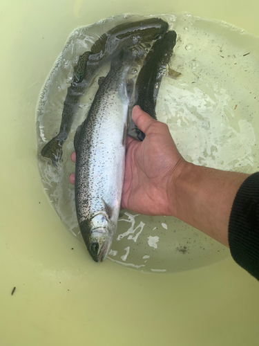 ニジマスの釣果