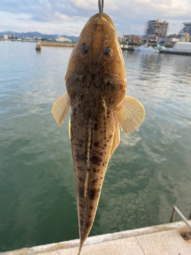 マゴチの釣果