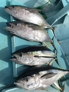 キハダマグロの釣果