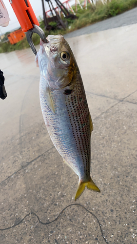 コノシロの釣果