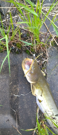 ナマズの釣果