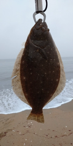 ヒラメの釣果