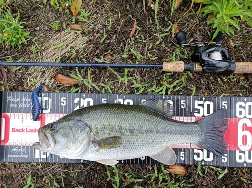 ラージマウスバスの釣果