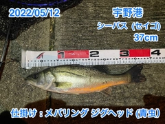 シーバスの釣果