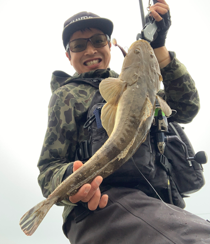 マゴチの釣果