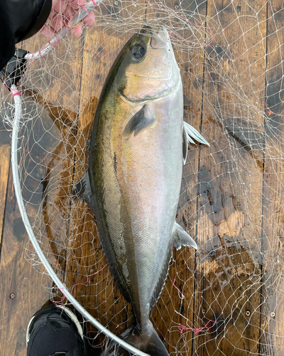 カンパチの釣果