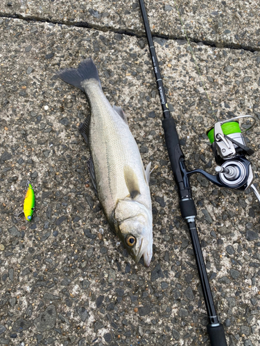 シーバスの釣果