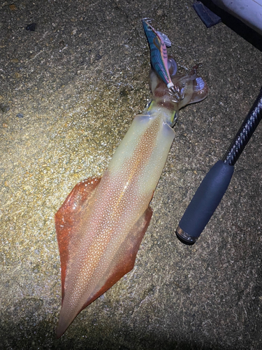 シロイカの釣果