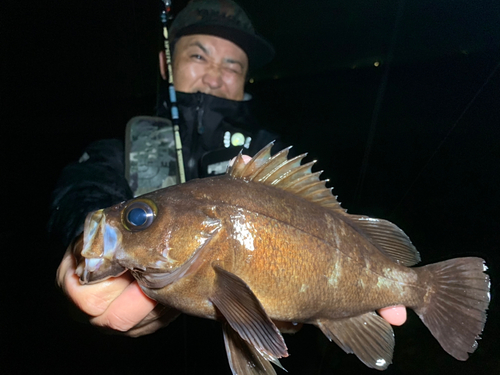 メバルの釣果