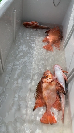 チカメキントキの釣果