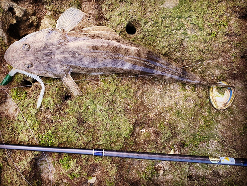 コチの釣果