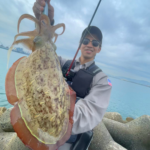 コウイカの釣果