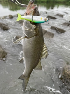 スズキの釣果