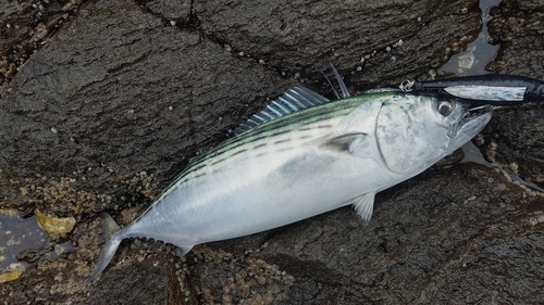 ハガツオの釣果