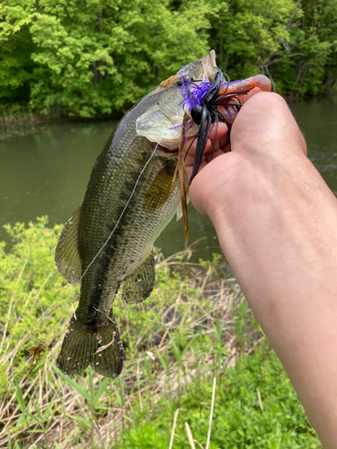 ブラックバスの釣果