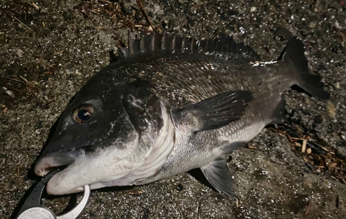 クロダイの釣果