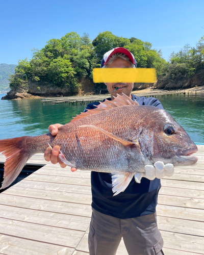 マダイの釣果