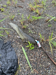 ナマズの釣果