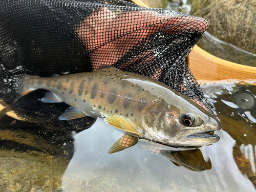 ヤマメの釣果