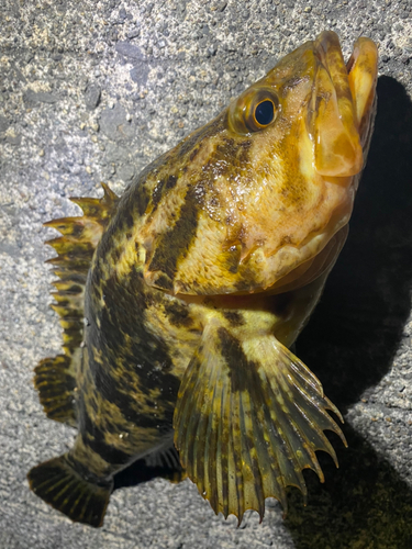 タケノコメバルの釣果