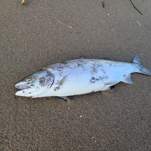 釣果