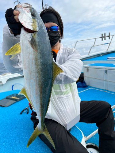 ヒラマサの釣果