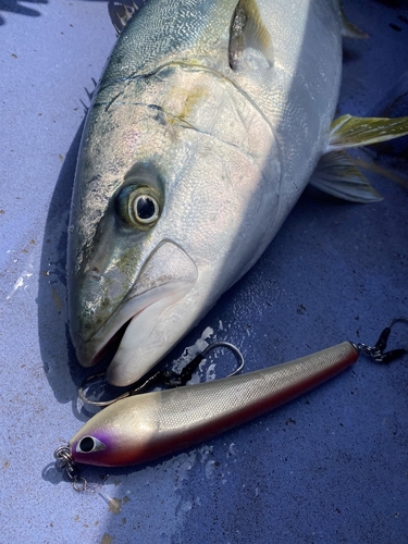 ヒラマサの釣果