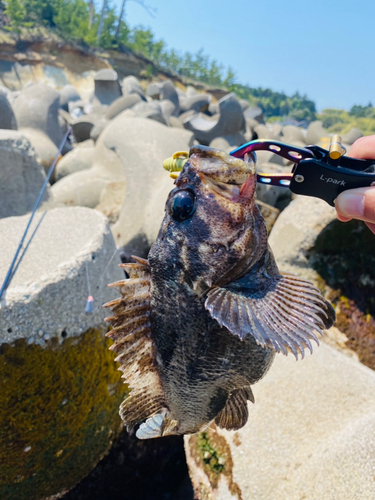 ムラソイの釣果