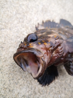 オウゴンムラソイの釣果