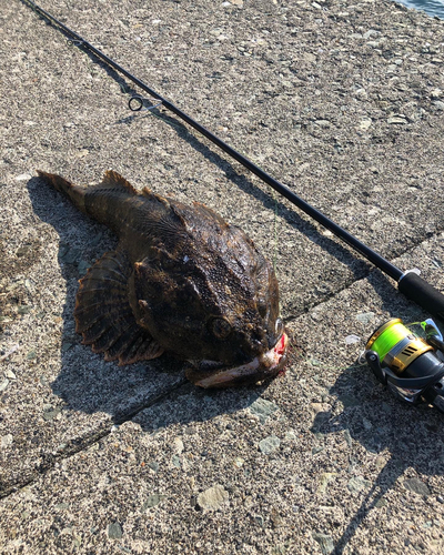 カジカの釣果