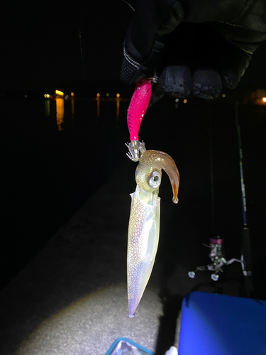 ヤリイカの釣果