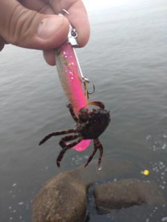 カニの釣果