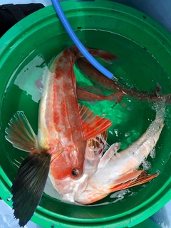 ホウボウの釣果